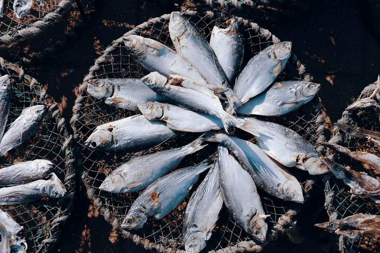 Aquaculture: How the fish on your table is raised - Maquinaria Carne y ...
